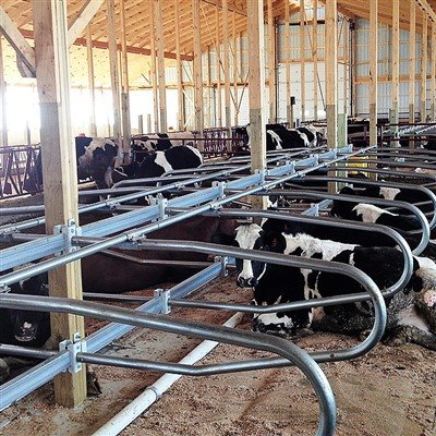 Lợi ích kinh tế của chuồng thả bò: Nâng cao hiệu suất sản xuất và lợi nhuận d...